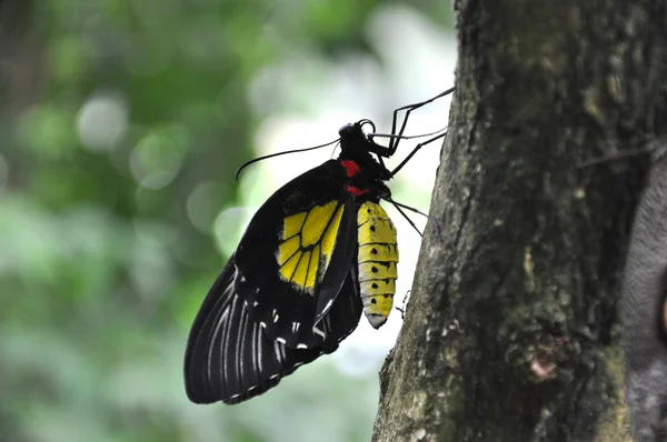 Thoas cola de golondrina mariposa —  Fotos de Stock