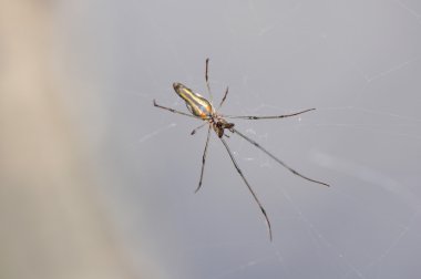 uzun çeneli orb weaver