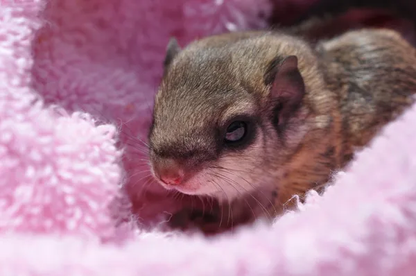 stock image Baby flying squirrel