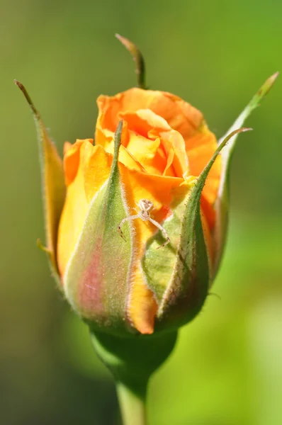 Orange Rosenknospe mit Blütenspinne — Stockfoto