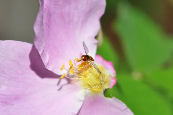 Malý včela na růžové růže — Stock fotografie