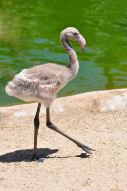 Juvenille Flamingo clipart