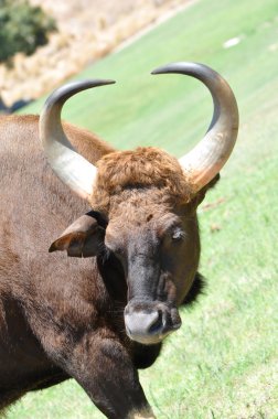 Cape buffalo