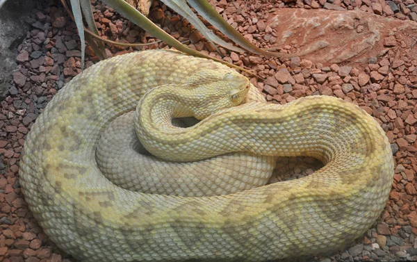 新热带响尾蛇 — 图库照片
