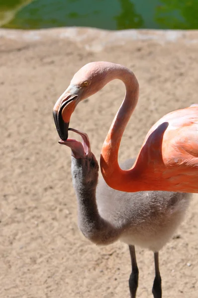 Volwassen en baby flamingo — Stockfoto