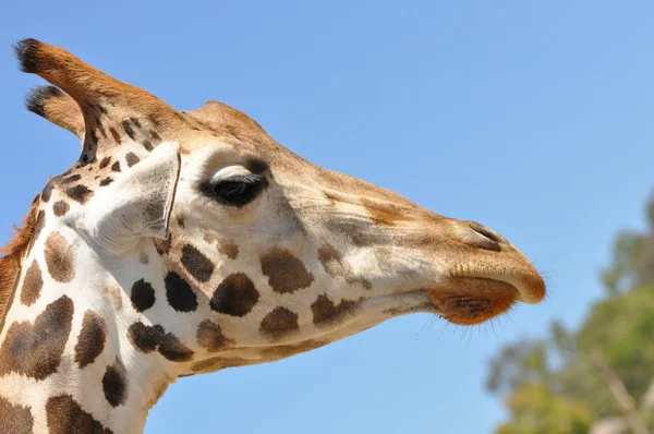 Профиль жирафа — стоковое фото