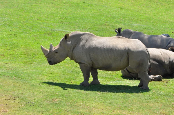 Nosorožec tuponosý Severní — Stock fotografie