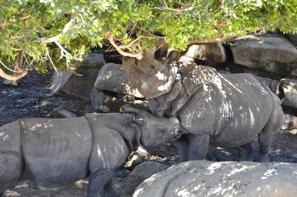 Индийский носорог (Rhinoceros unicornis ) — стоковое фото