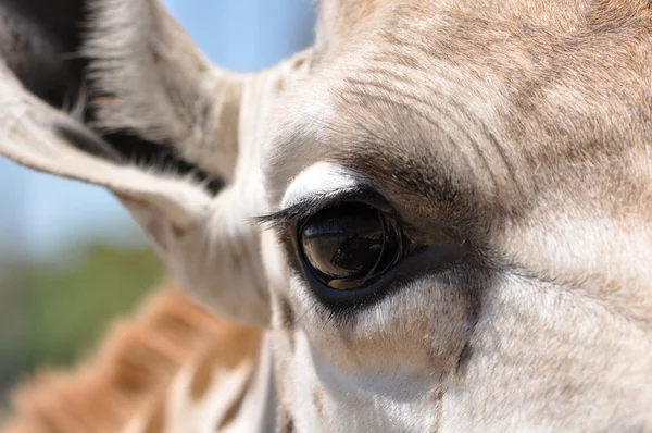 Detailní záběr oka žirafa Royalty Free Stock Fotografie