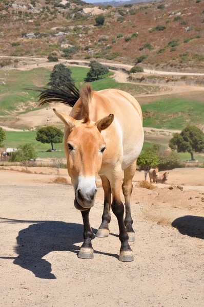 Cavalo de Przewalski Fotografias De Stock Royalty-Free