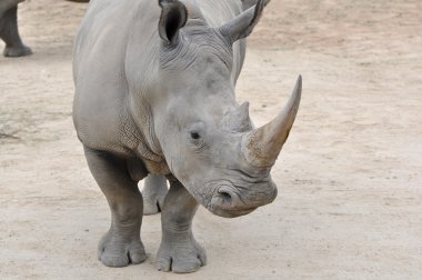 Close up White Rhino clipart