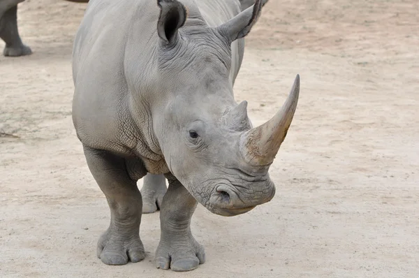 Закрыть Белый Носорог — стоковое фото