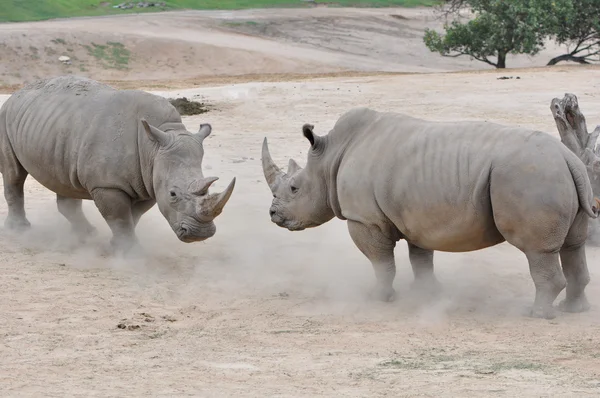 Пара белых носорогов — стоковое фото
