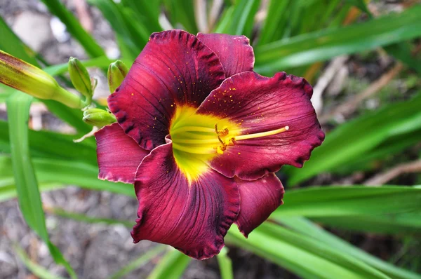 stock image Burgundy Lily in Bloom