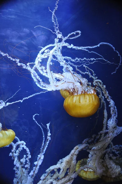 Meduze gigant — Fotografie, imagine de stoc