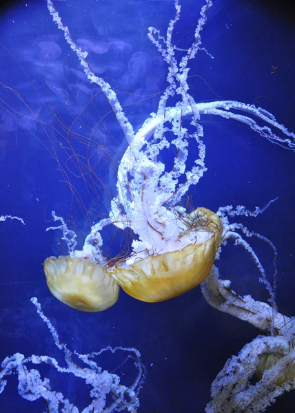 两个巨型水母 — 图库照片