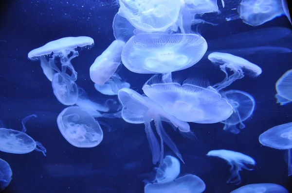Grupo de medusas — Fotografia de Stock
