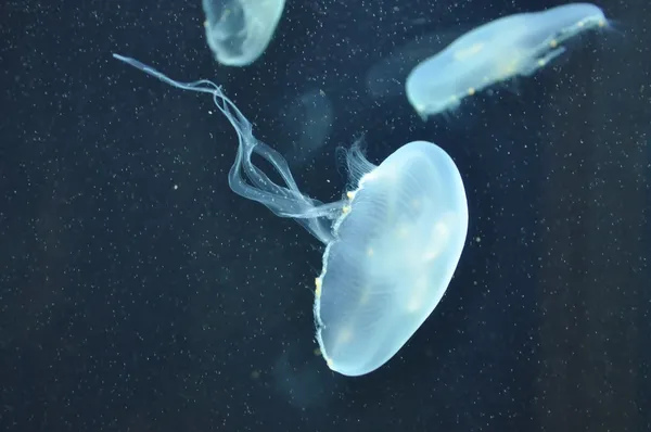 Swimming Jellyfish Стокове Зображення