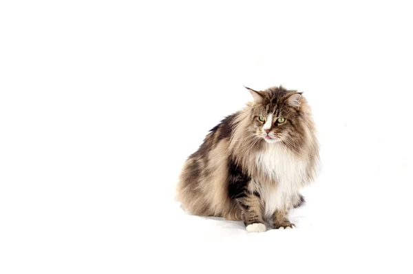 Chat adulte de race Maine Coon Royalty Free Stock Images