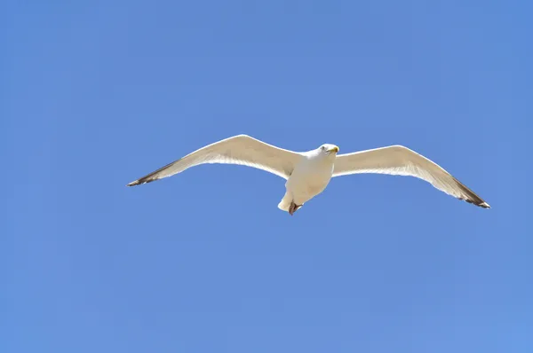 Uma gaivota — Fotografia de Stock