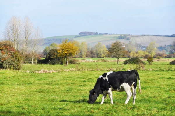 Eine Kuh auf einer Weide — Stockfoto