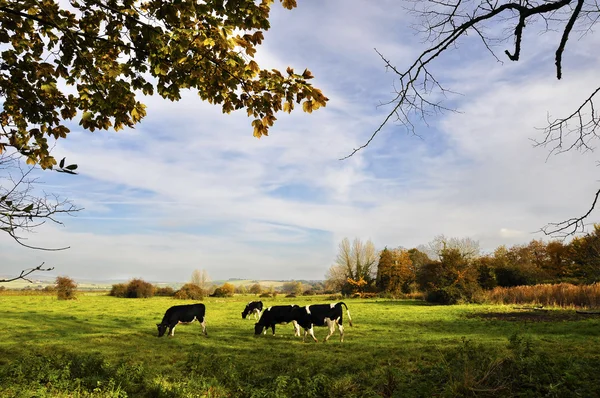 Vaches dans une prairie — Photo