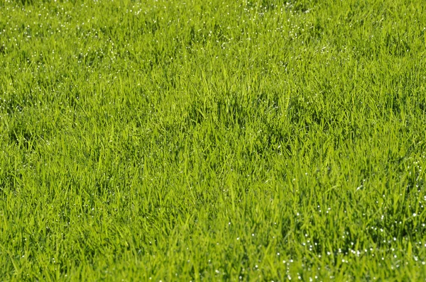 Dagg på gräsmattan — Stockfoto