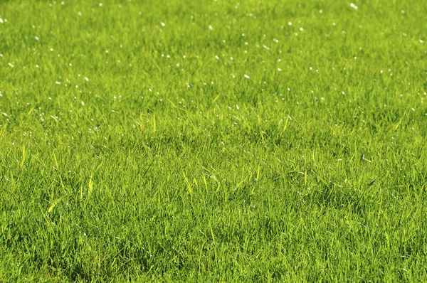 Rasen im Frühling — Stockfoto