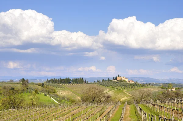 意大利，tuscany的葡萄园 — 图库照片
