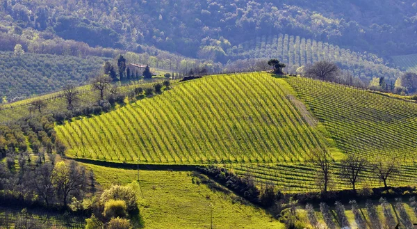 Vingården landskap i Italien — Stockfoto