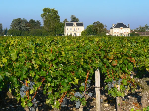 Bordeaux üzüm bağı — Stok fotoğraf