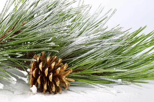 Ramo di pino con coni nella neve — Foto Stock