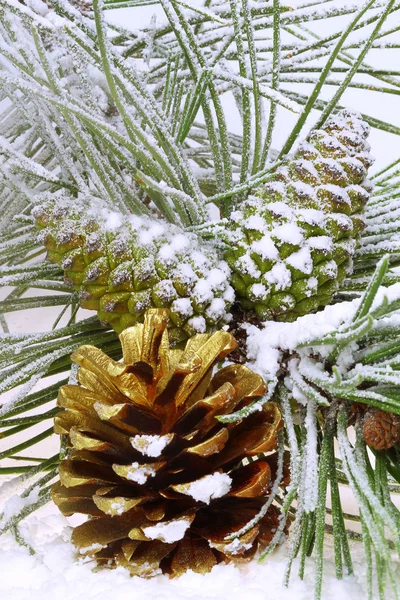 Соснова гілка з шишками на снігу — стокове фото