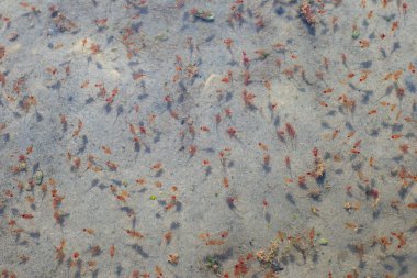 The surface of the Dead Sea water with the larvae of aquatic org clipart