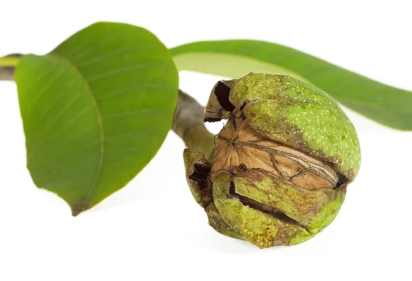 Ripe walnuts in a green shell on a branch with leaves — Stock Photo, Image