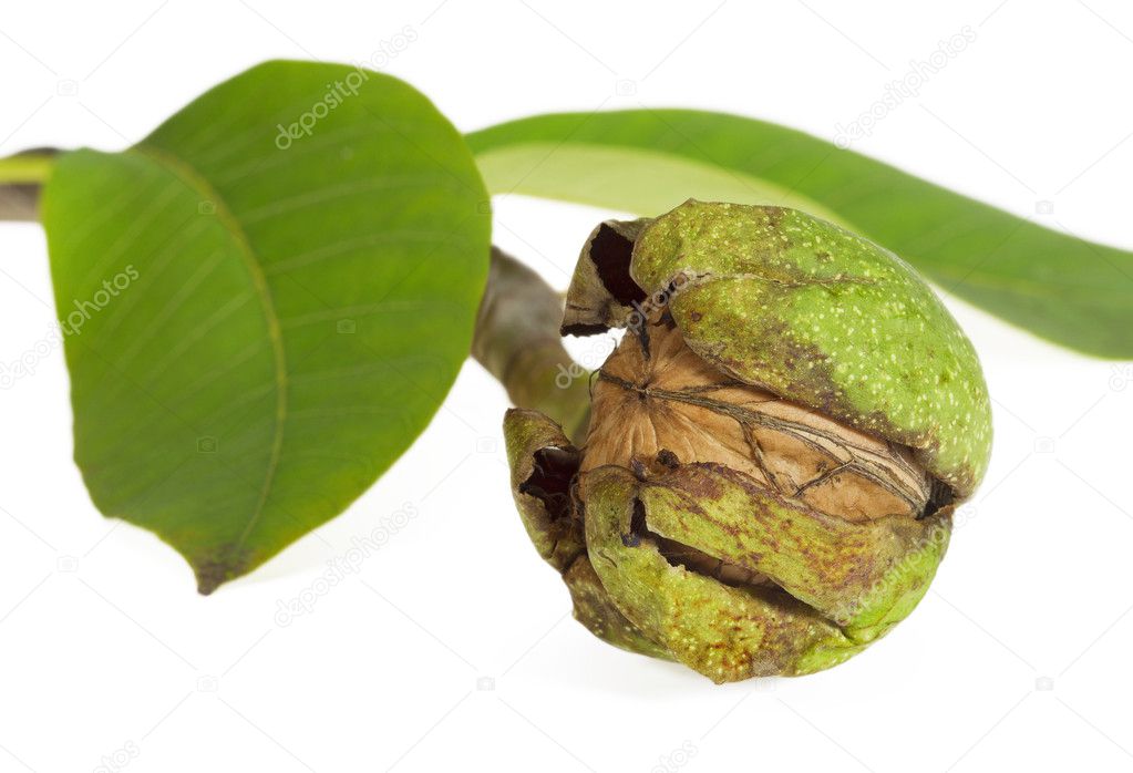 Ripe walnuts in a green shell on a branch with leaves