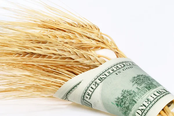 Stock image Wheat and dollars