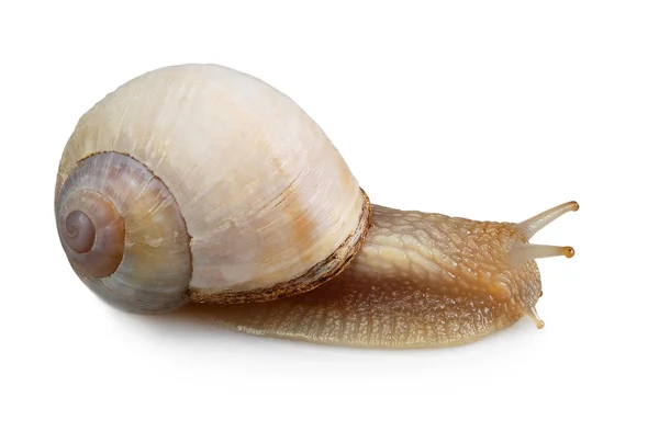 Stock image Garden Snail in front of white background