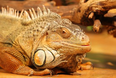 The head of a tropical lizard with a sharpness in her eyes, a sl clipart