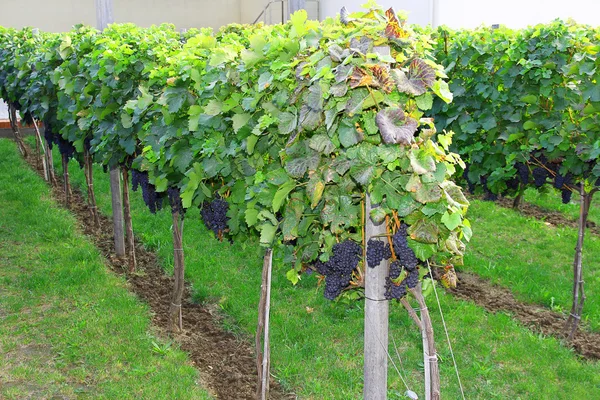 Fioletowy winogron rosnących na winorośli w słońcu — Zdjęcie stockowe