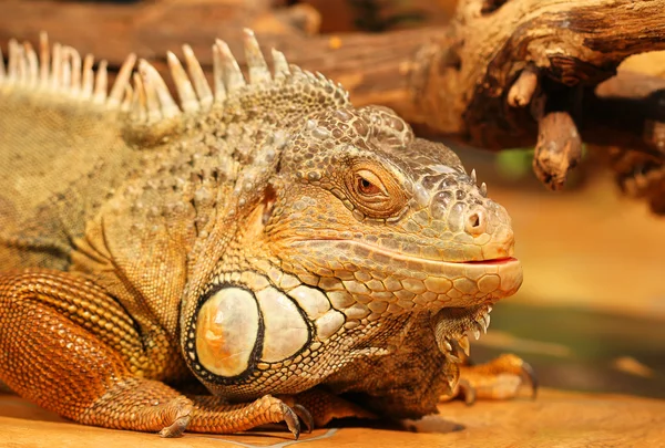 The head of a tropical lizard with a sharpness in her eyes, a sl — Stock Photo, Image
