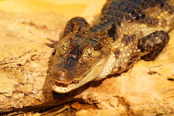 The crocodile is on the rocks, traps catch. Sharpness in her eye — Stock Photo, Image