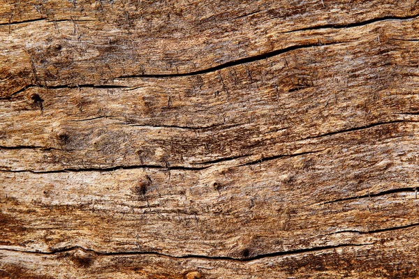 오래 된 썩은 나무의 표면 질감 — 스톡 사진