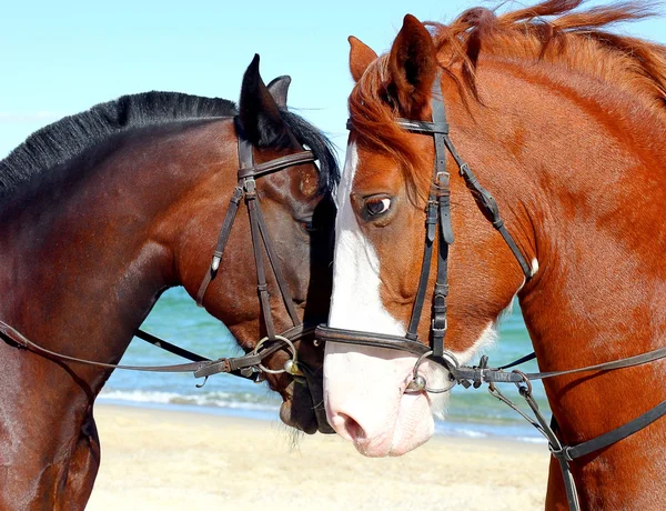 Twee hoofden van prachtige paarden — Stockfoto