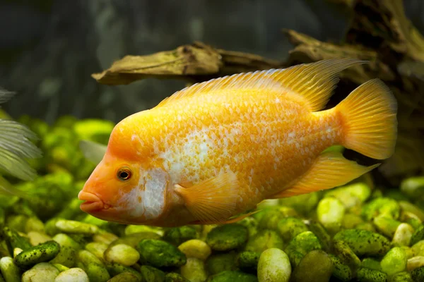 Gold fish in an aquarium dolphin cichlid