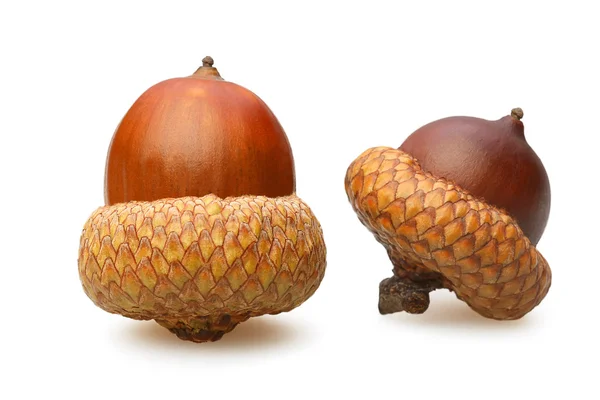 Två acorn brun närbild — Stockfoto