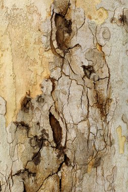 Ağaç kabuğu Platunus (çınar closeup parça)