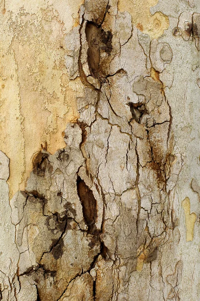 Primer trozo de corteza de árbol Platunus (Sycamore ) —  Fotos de Stock