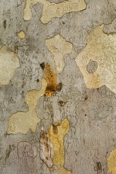 Zbliżenie kawałka kory drzewa Platunus (Jawor) — Zdjęcie stockowe