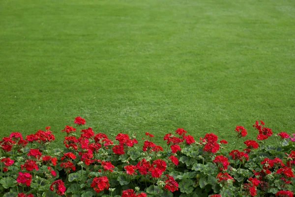 Stock image Lawn with red geraniums